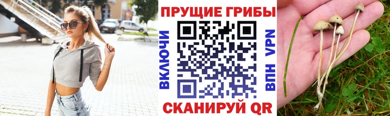 как найти наркотики  даркнет телеграм  Псилоцибиновые грибы MAGIC MUSHROOMS  Чёрмоз 